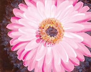 pink gerbera daisy